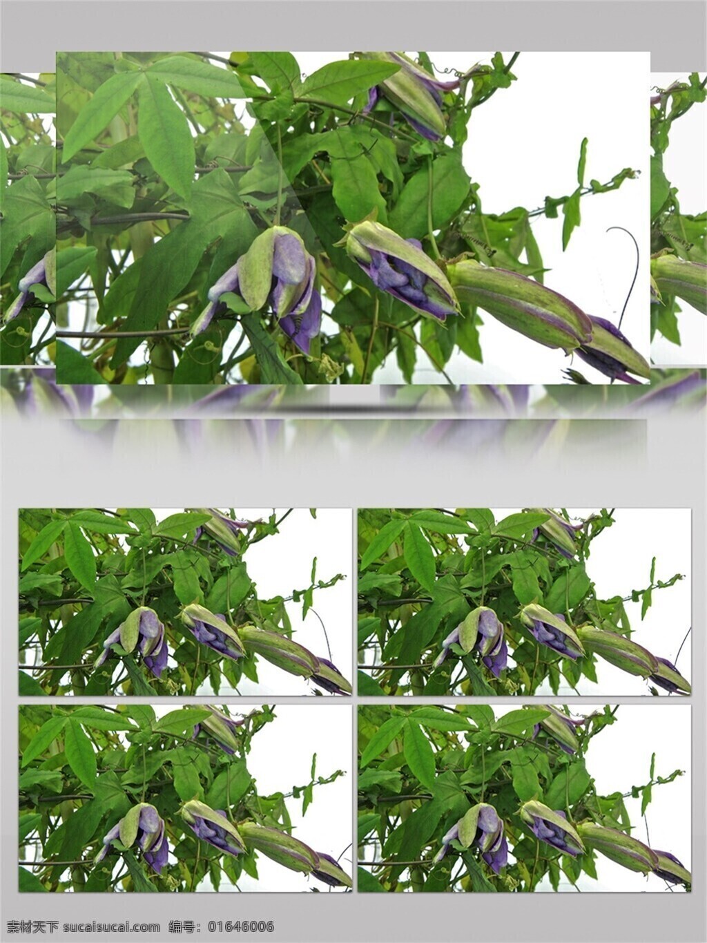 半 开 紫色 花苞 视频 音效 视频素材 绿色 植物 树木 生动 视频音效 近拍