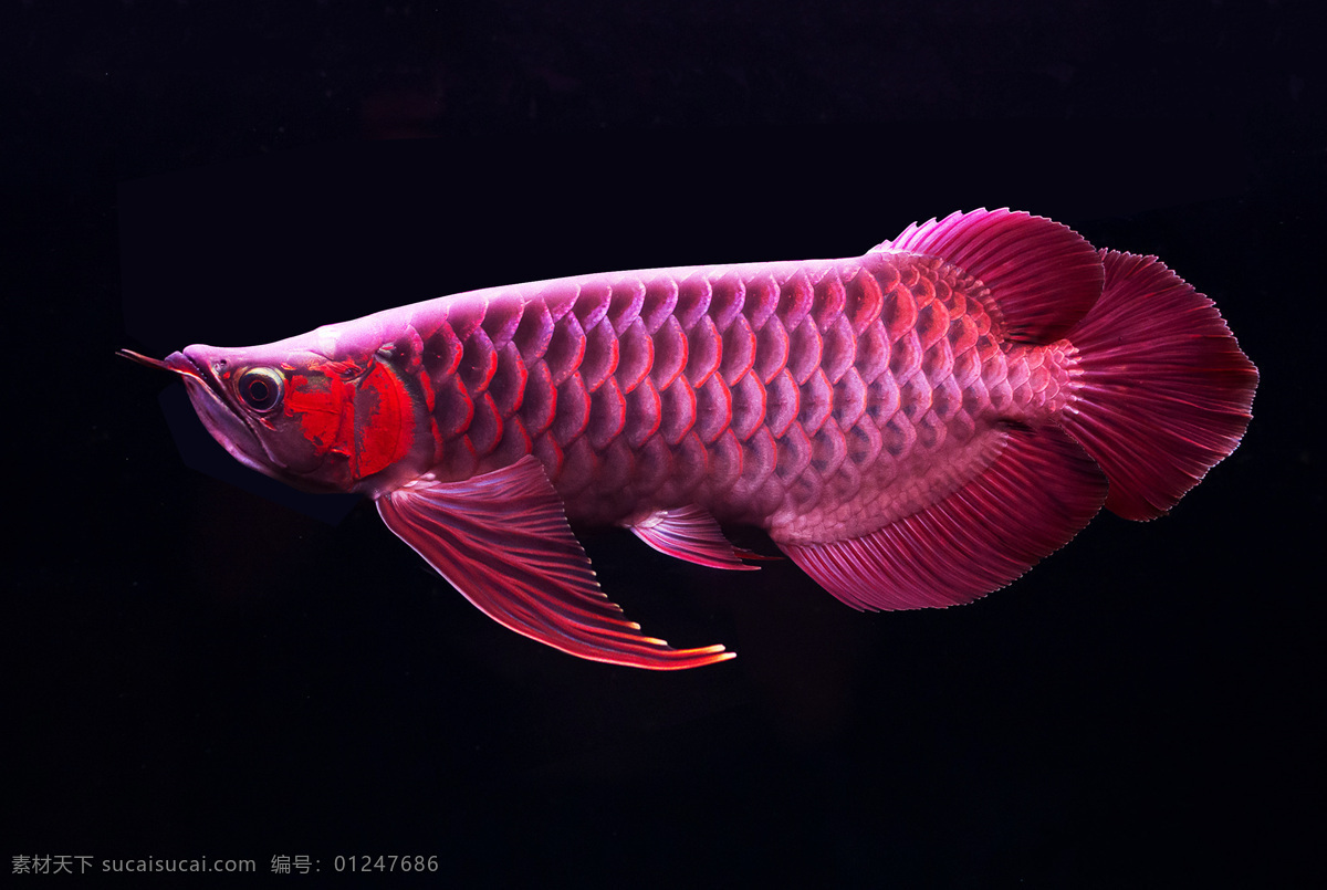 气质红龙鱼 金龙鱼 大金龙 红龙鱼 小金龙 水族馆 水族 鱼缸 龙鱼 摄影生物世界 鱼类 生物世界