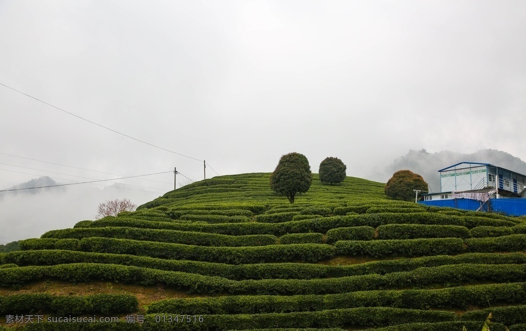 云雾 茶山 茶园 仰视 茶园美景 高山 高山茶园 摄影素材 自然景观 山水风景