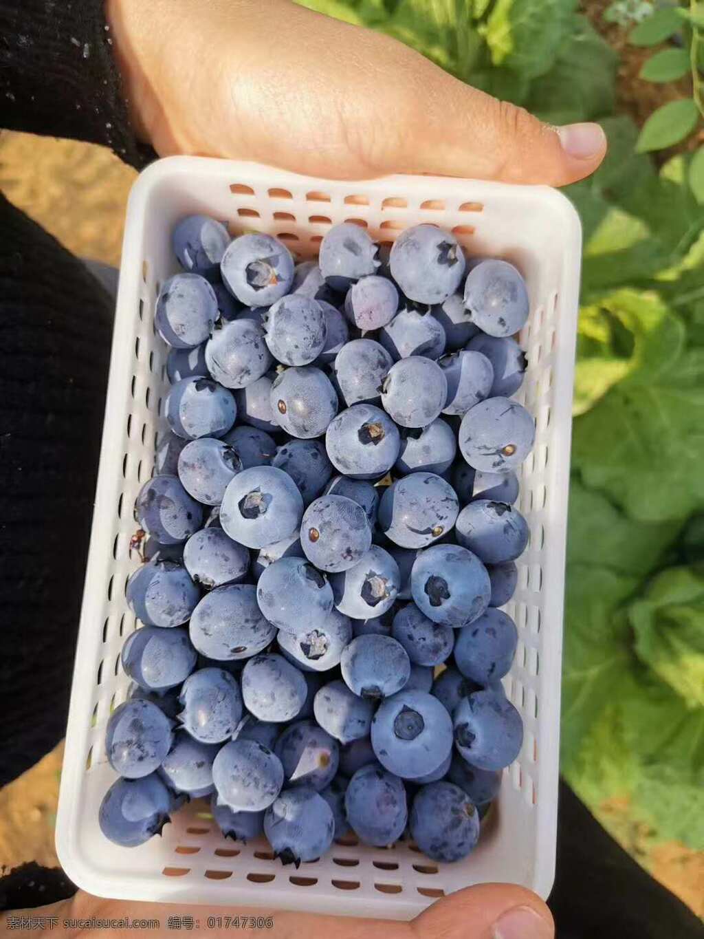 蓝莓 采摘蓝莓 蓝莓采摘 果蔬 果农 生物世界 水果