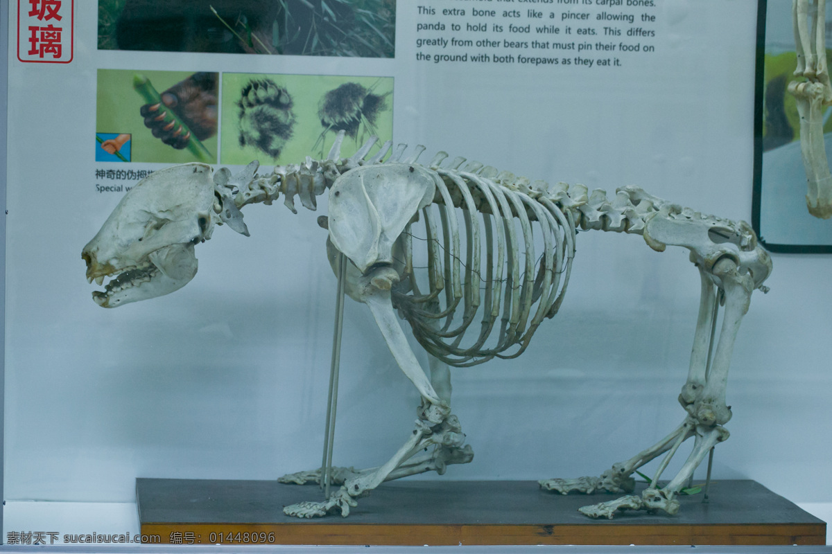 大熊猫骨架 四川 成都 熊猫基地 展览 野生动物 生物世界