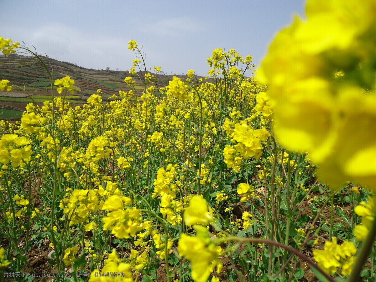 油菜花 白云 春天 蓝天 三月 田园风光 自然景观 psd源文件