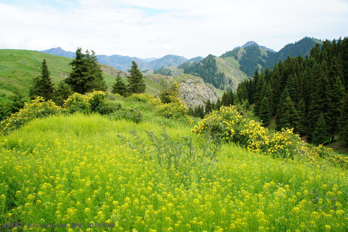 巩乃斯林场 山峰 高山 远山 山脉 原生态 草地 小花 山谷 松林 草场 登山 新疆风光摄影 旅游摄影 自然风景