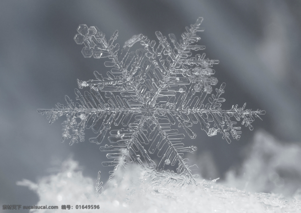 雪花 冰花 雪地 雪 特写