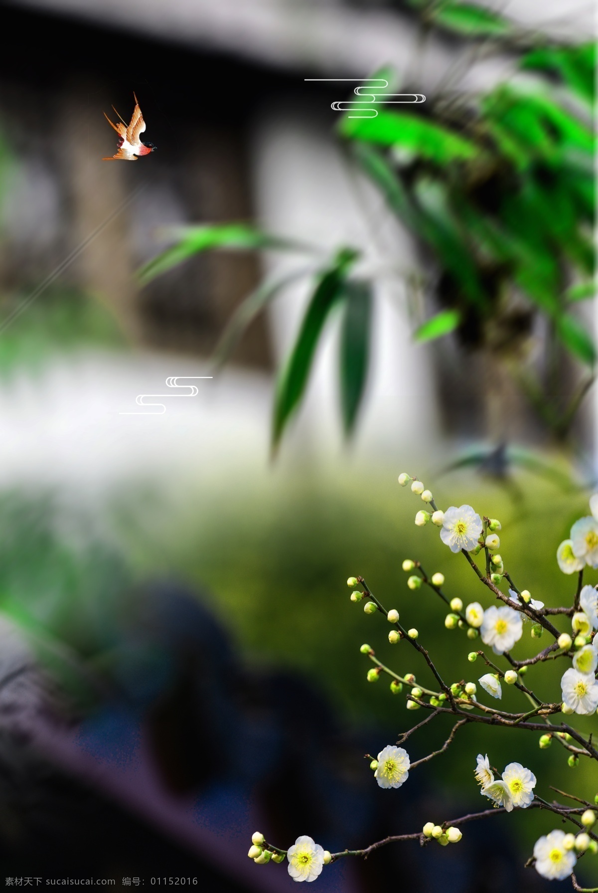 白露 二十四节气 清新 花朵 树叶 海报 传统节气 习俗 文艺