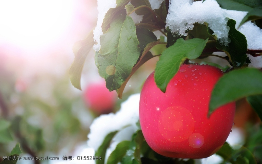 静宁苹果 雪中苹果 苹果 光影苹果 雪苹果 自然景观 田园风光
