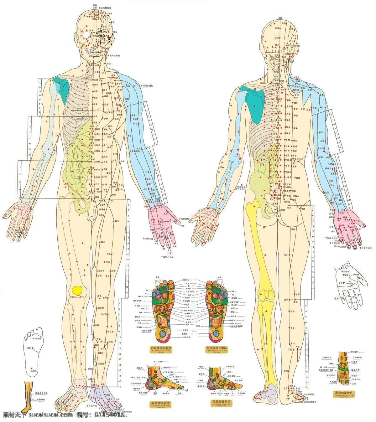 国家标准 标准经穴图 经穴部位挂图 脚部穴位图 人体穴位图 穴位图 人体穴位图解 穴位图解大全 经络穴位图 人体穴位图片 穴位图解 人体经络图解 中医经络 中医穴位图 穴位图解彩图 口腔穴位图片 psd素材 源文件