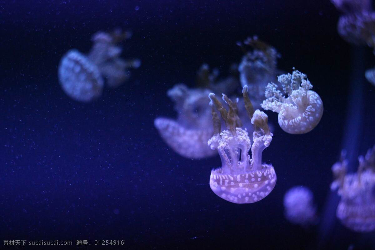 拍照 照片 拍摄 壁纸 高清 特写 海洋世界 海底世界 美丽水母 海洋生物 照片图片 生物世界