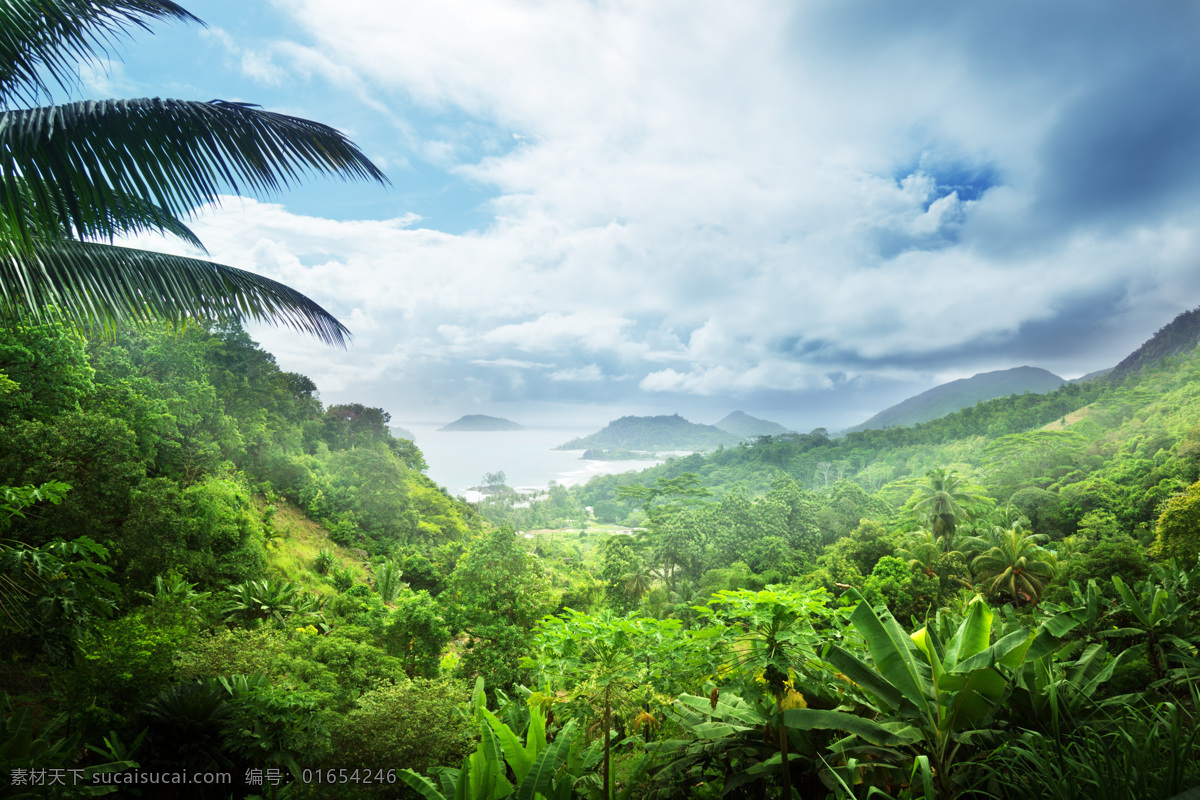 热带雨林风景 热带雨林 美丽风景 风景摄影 美丽景色 自然风光 美景 自然风景 自然景观 黑色
