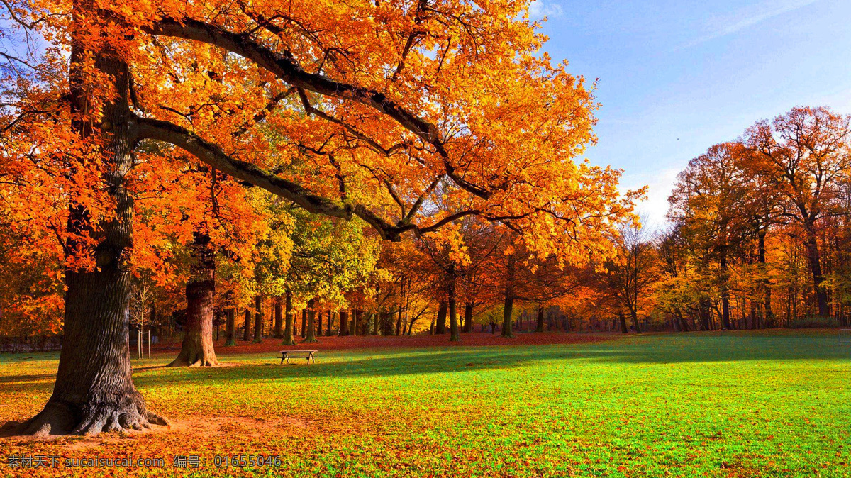 秋季 秋天 秋季风景 树木 黄叶 秋季景色 自然风景 自然景观