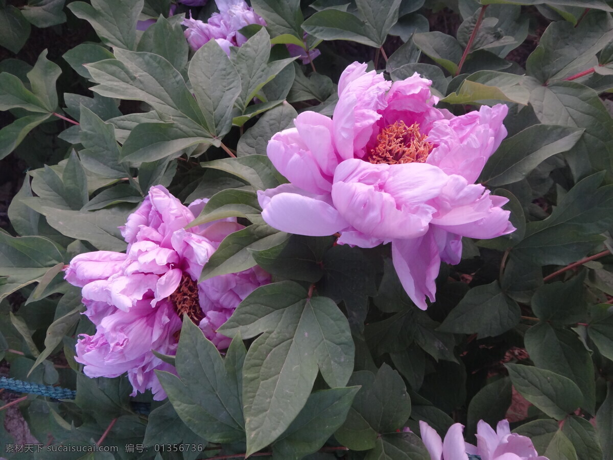 牡丹 春天 花瓣 花草 花朵 绿叶 色彩 鲜花 盛开 特写 鲜艳 生物世界 psd源文件