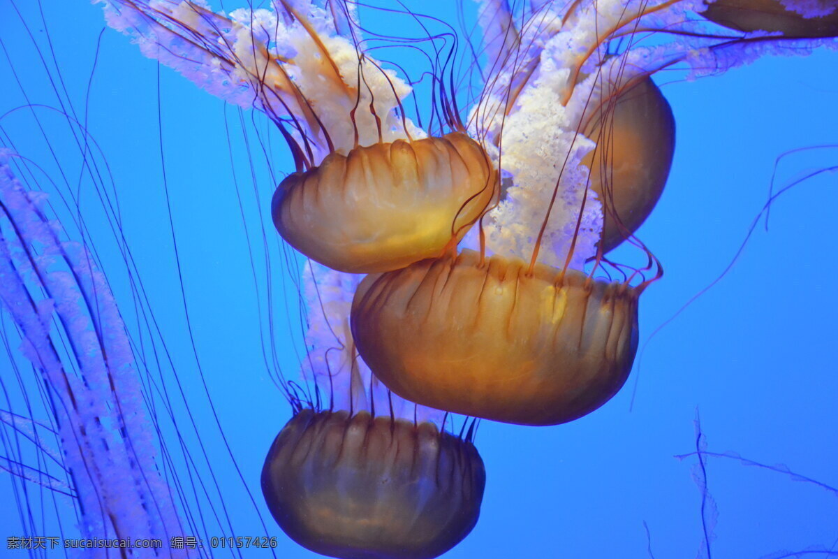 高清 海底 水母 海蜇 透明水母 黄色水母 伞状