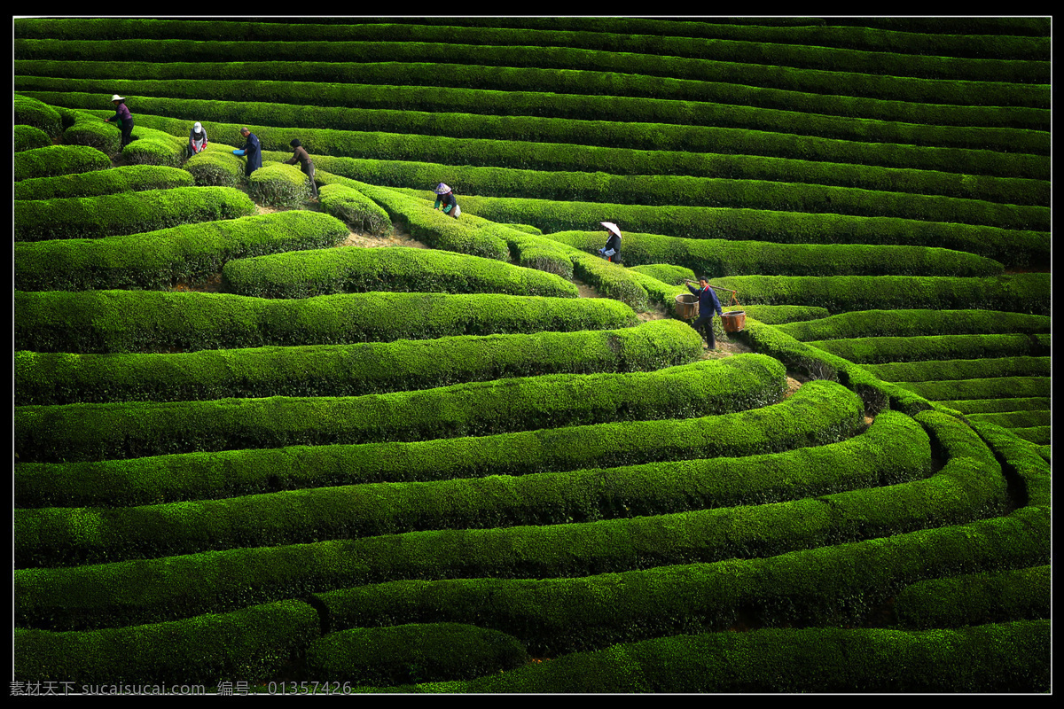 茶叶 茶山 茶山风景 茶背景 茶 自然景观 田园风光