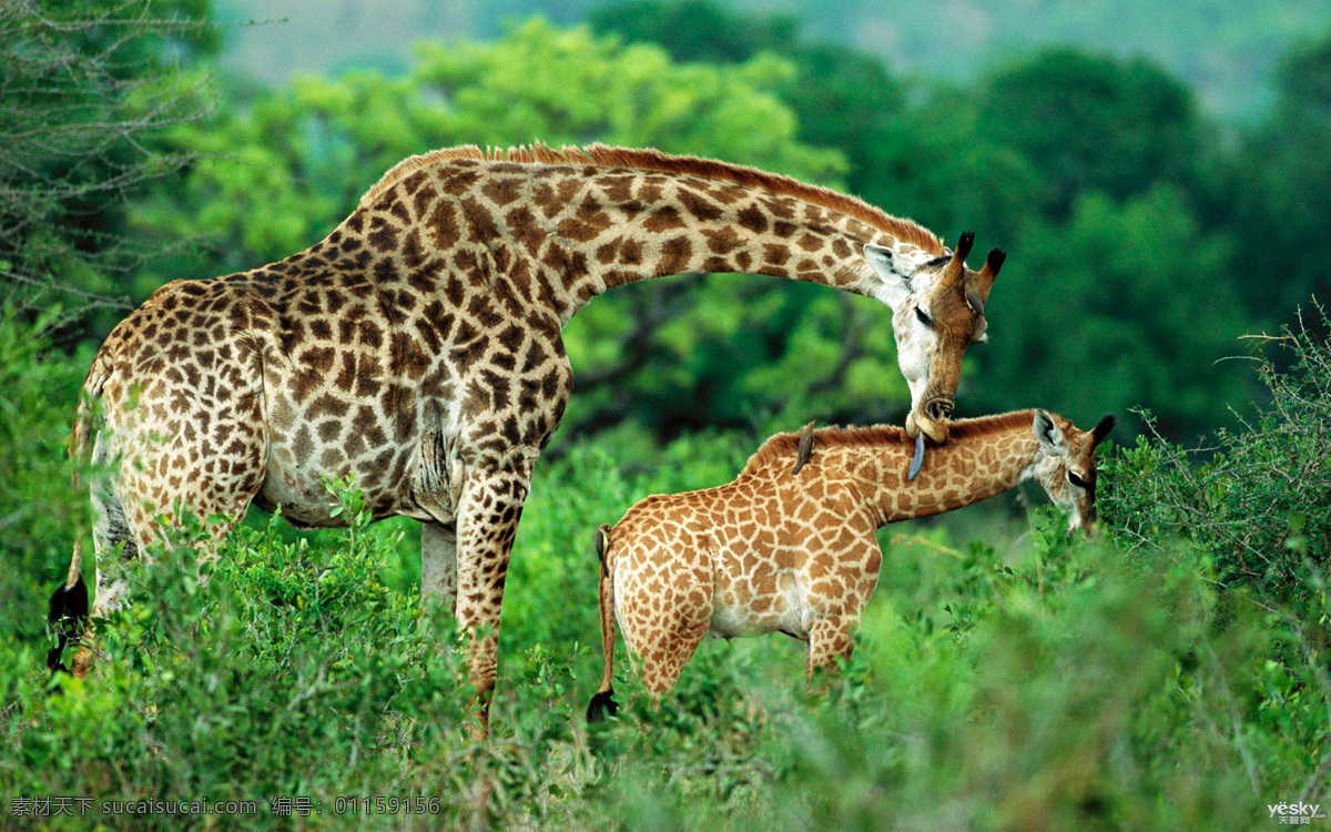 长颈鹿 长颈鹿妈妈 小长颈鹿 长颈鹿宝宝 灌木 生物世界 野生动物