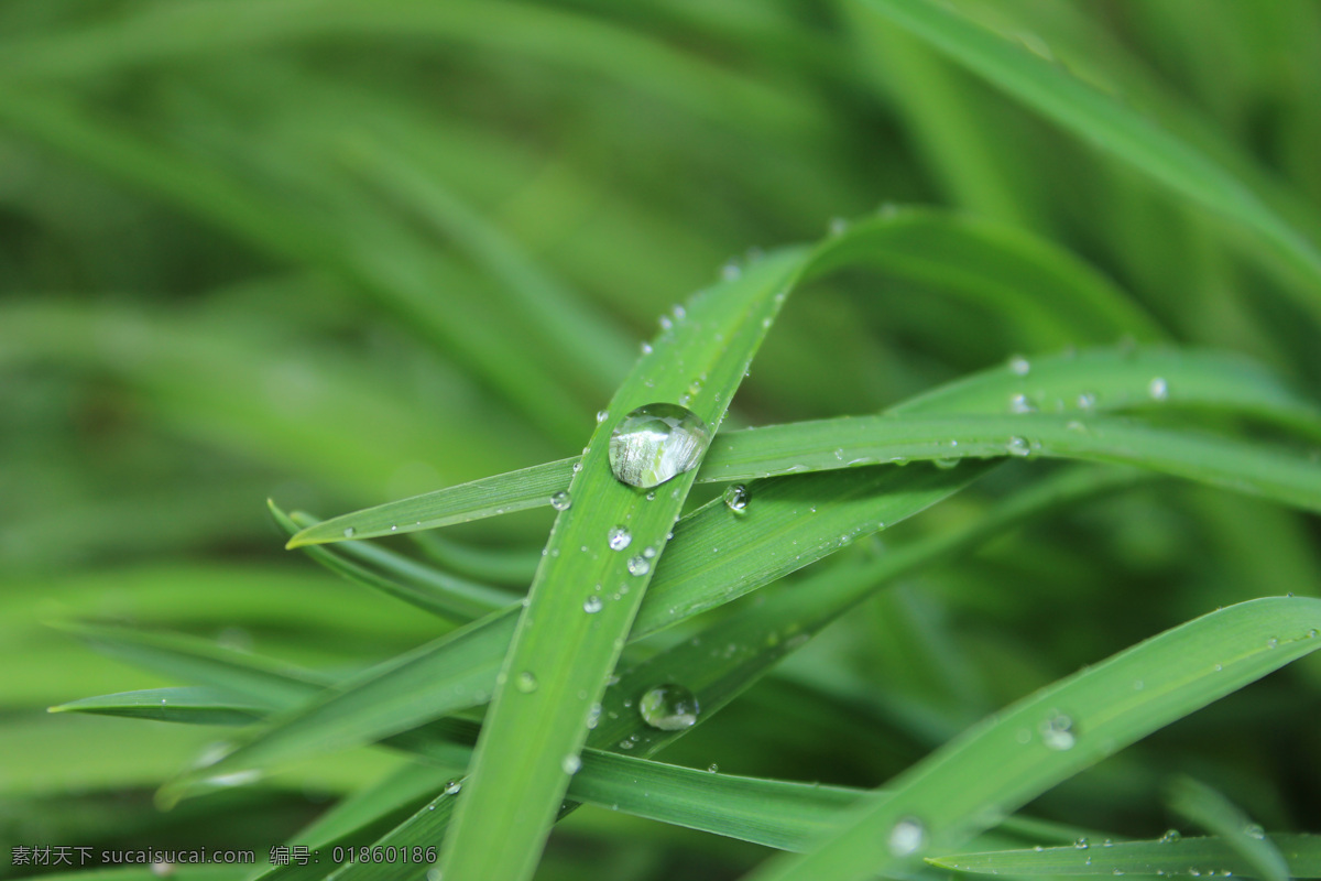 背景 底图 底纹 花草 露水 露珠 绿叶 晨露 水珠 水珠和绿叶 小草 植物 绿叶背景 绿叶底纹 草叶 水痕 水迹 水珠图片 漂亮的水珠 水滴 微距摄影 水 主题 水主题素材 生命之水 自然风光 自然景观 自然 景色 高清 自然风景 水珠水花水滴 生物世界 psd源文件