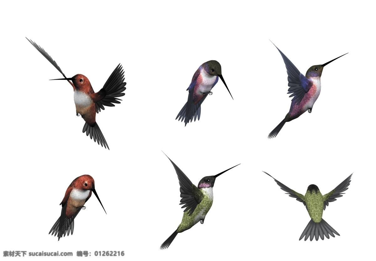 罕见的 五彩斑斓 彩色羽毛 小鸟 动物 飞翔 可爱 卡通 生物世界 野生动物