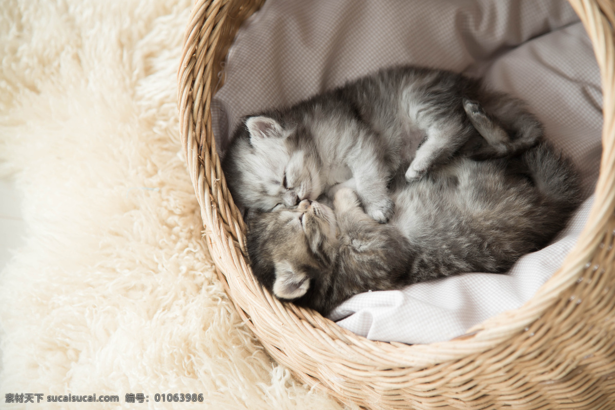 摇篮 里 两 只 猫 猫咪 小猫 宠物 猫科动物 野生动物 动物世界 陆地动物 生物世界 白色