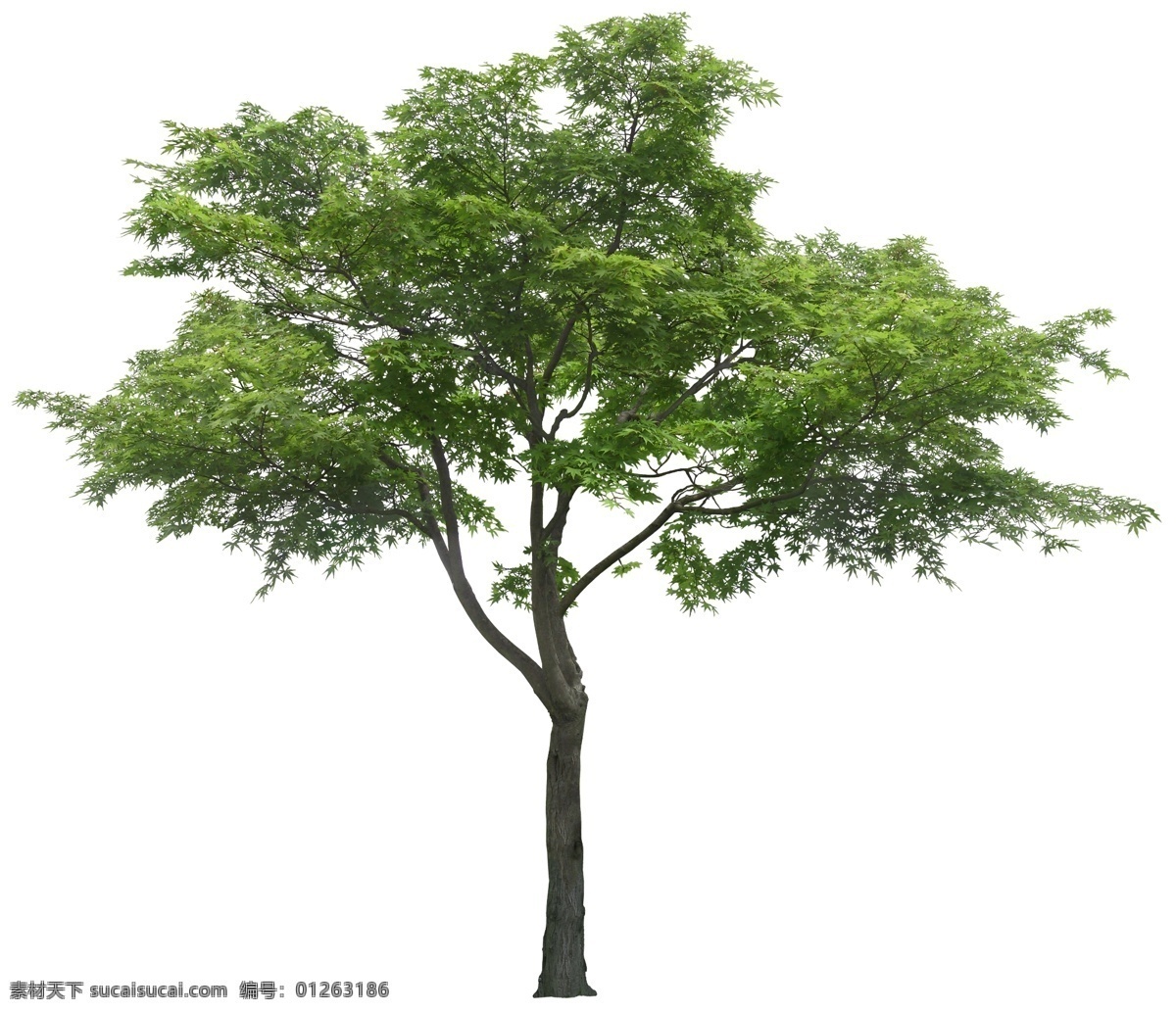 园林植物 景观绿化 植物 树种 绿化树种 景观树 园林景观 环境设计 园林设计