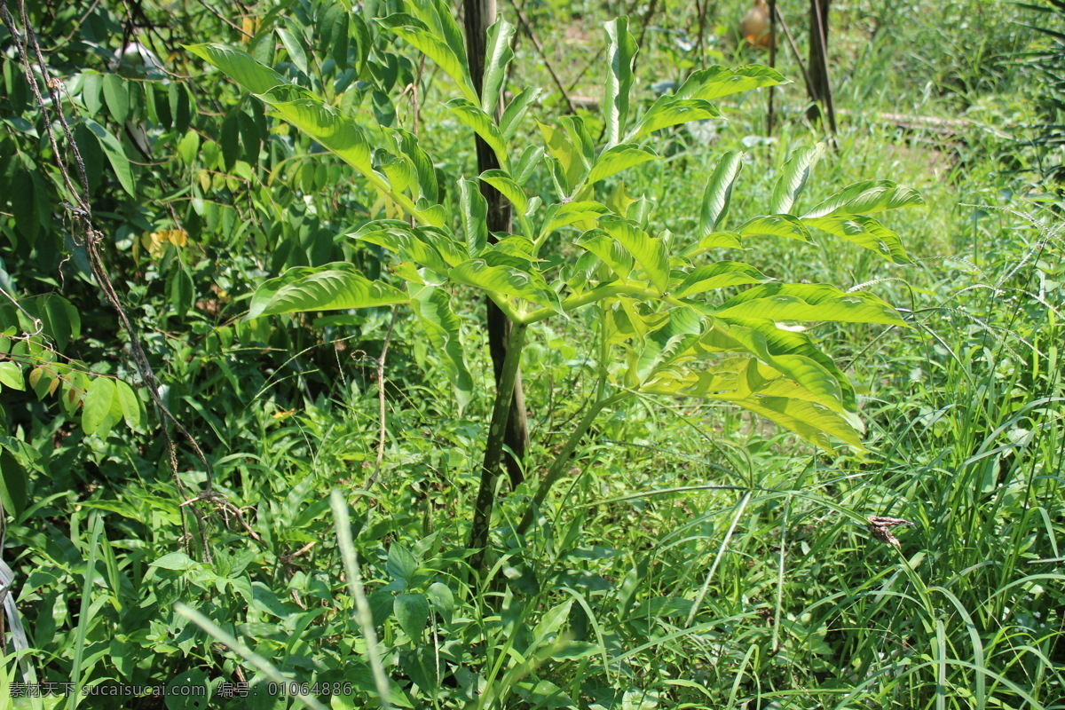 芋头 叶 绿叶 生物世界 蔬菜 植物 自然 芋头叶 风景 生活 旅游餐饮