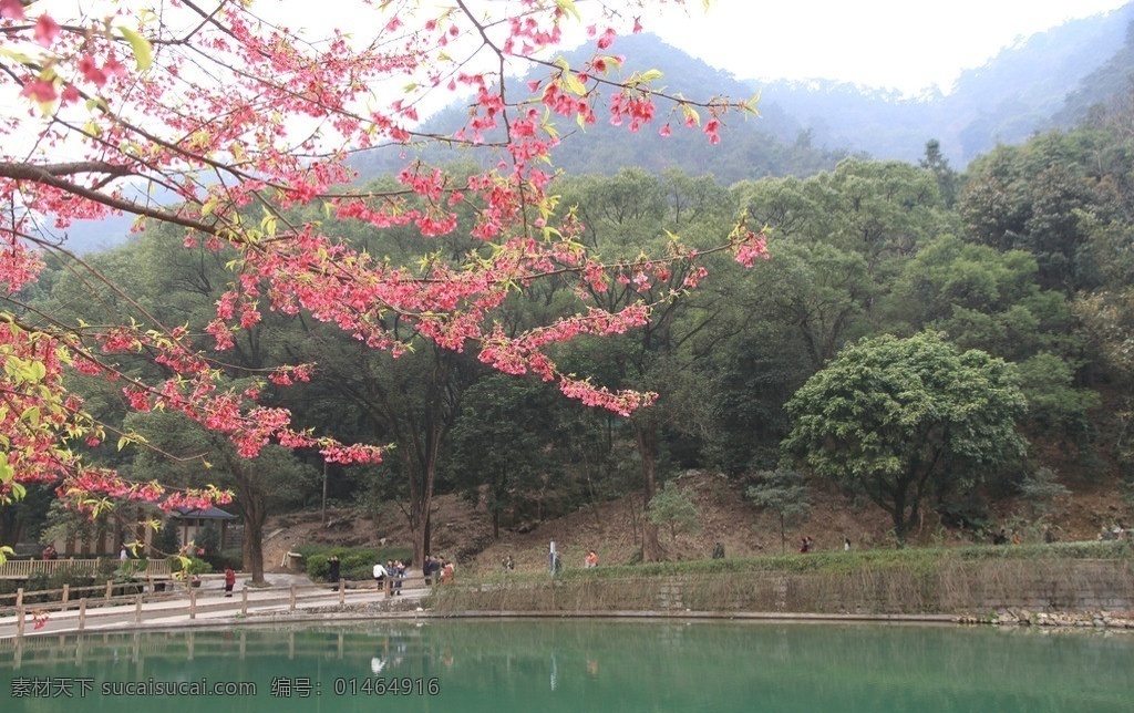 森林公园 樱花 湖水 蓝天远山 小桥 自然风景 旅游摄影