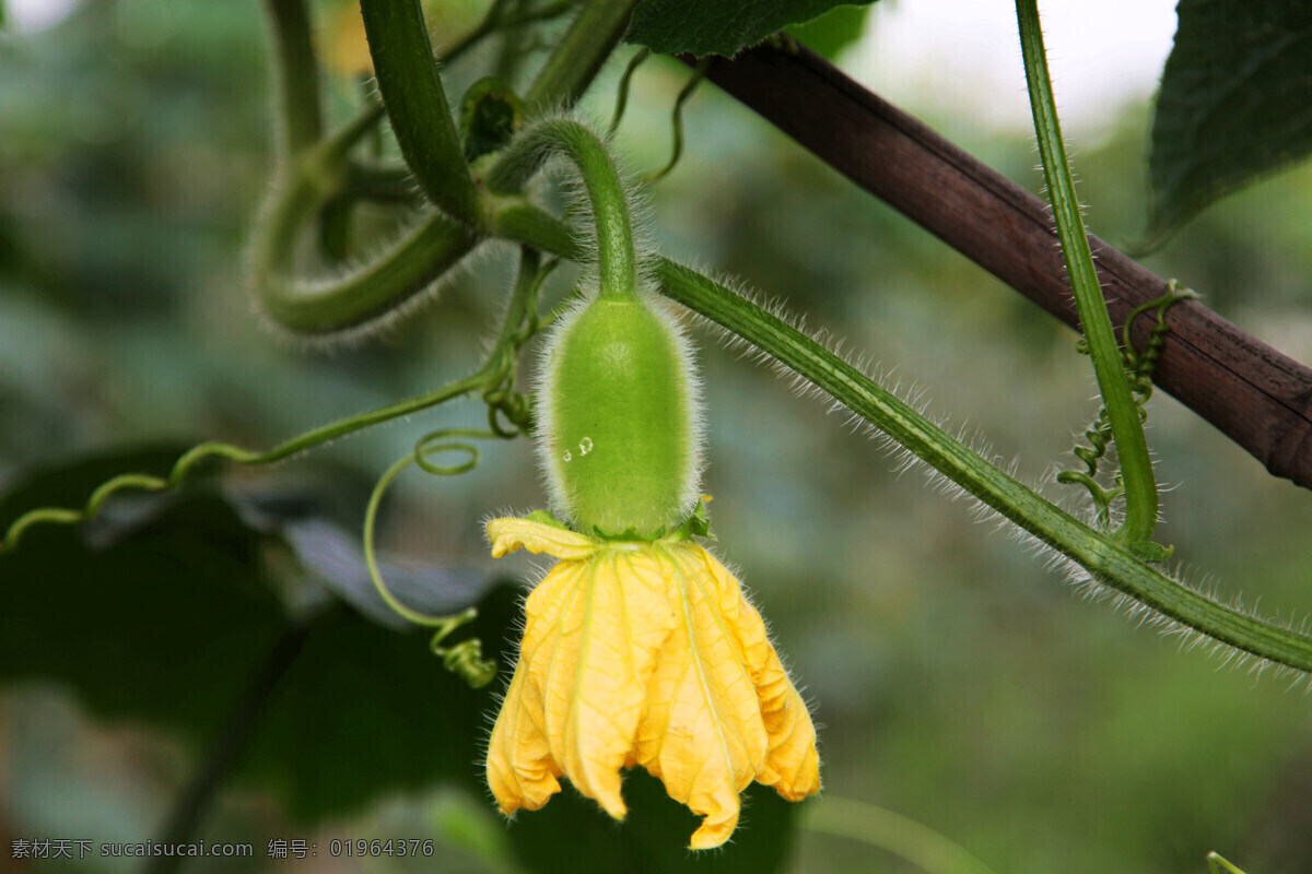 冬瓜仔 摄影图库 生物世界 动植物 植物 蔬菜