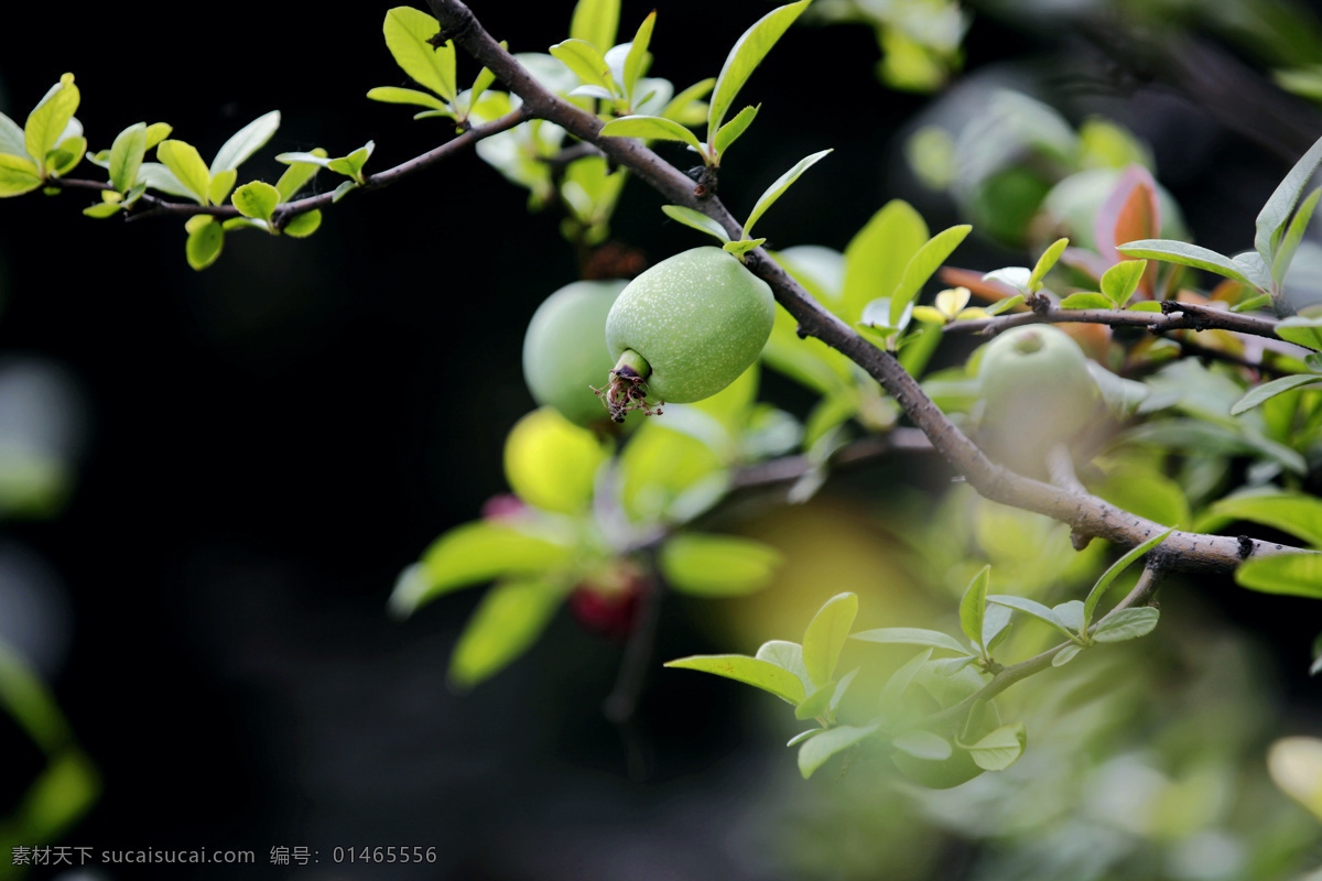 枝头核桃 核桃 核桃树 核桃枝叶 生长着的核桃 水果 生物世界