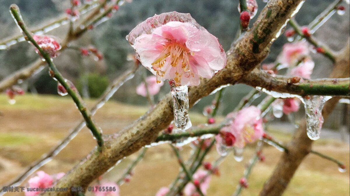 唯美 结冰 梅花 高清 冰晶 冰冻 水滴 花卉 花朵