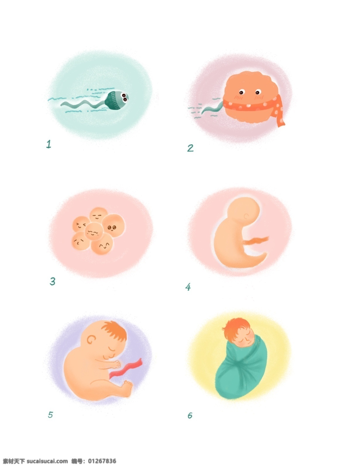 精子 卵子 宝宝 出生 过程 宝宝出生 人的生长过程 手绘