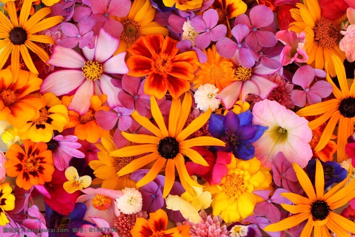 五彩鲜花 花朵 花卉 彩色的花 花 漂亮的花 花背景 美丽的花 cc0 公共领域 大图 生物世界 花草