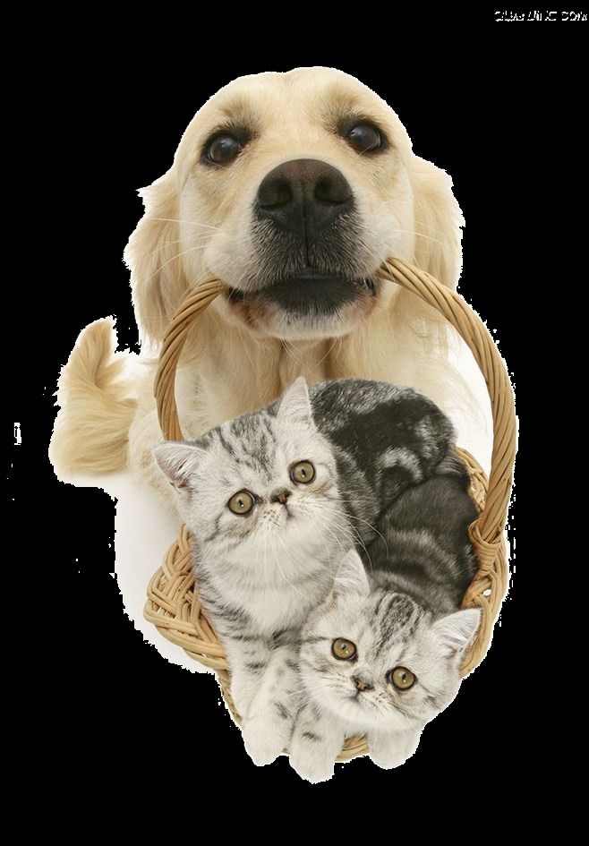 乖巧 可爱 金毛 产品 实物 宠物狗 篮子 生肖狗 小奶猫
