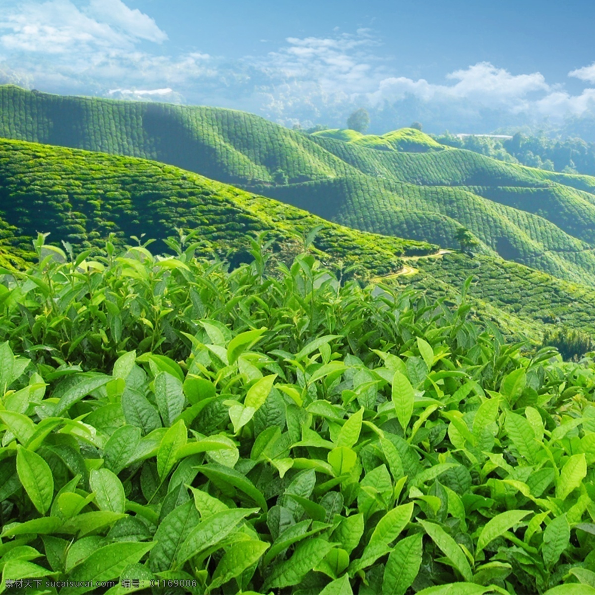 绿色 茶山 主 图 背景 茶道 茶道背景 茶叶 茶叶背景 茶主图源文件 海报共享 淘宝 淘宝界面设计 淘宝装修模板 养生茶背景 直通车 主图