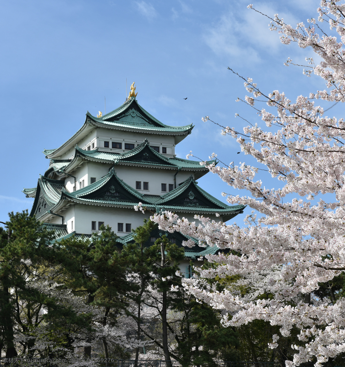 日本风情 白天 天空 樱花 庙宇 日本旅游 旅游摄影