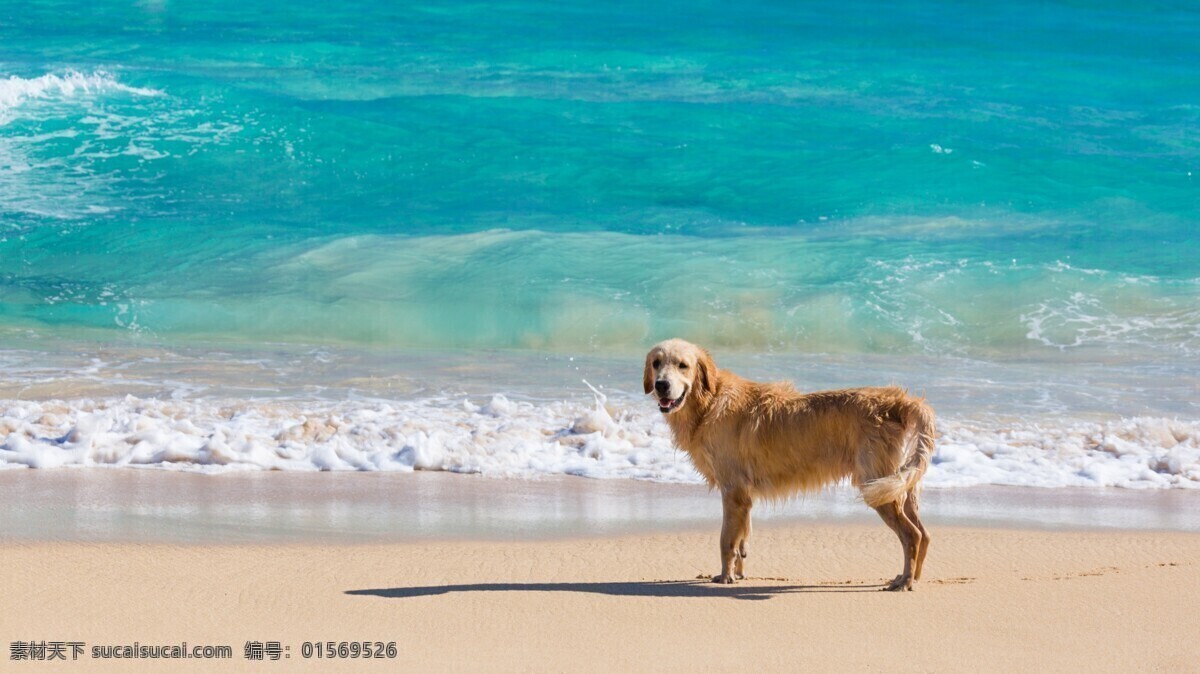 唯美 海边 小狗 风景图片 大海 海滩 海岸 沙滩 黄狗
