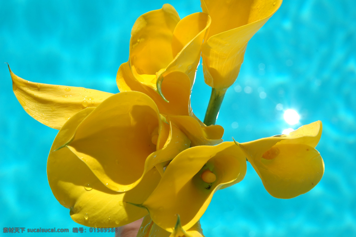黄色百合花 花卉 花朵 美丽鲜花 黄色花朵 百合花 水珠 露珠 清水 花草树木 生物世界 青色 天蓝色