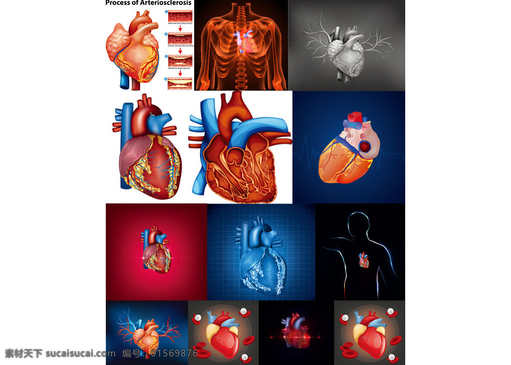 人体 心脏 器官 矢量 人体器官 结构图 名称 矢量素材 白色