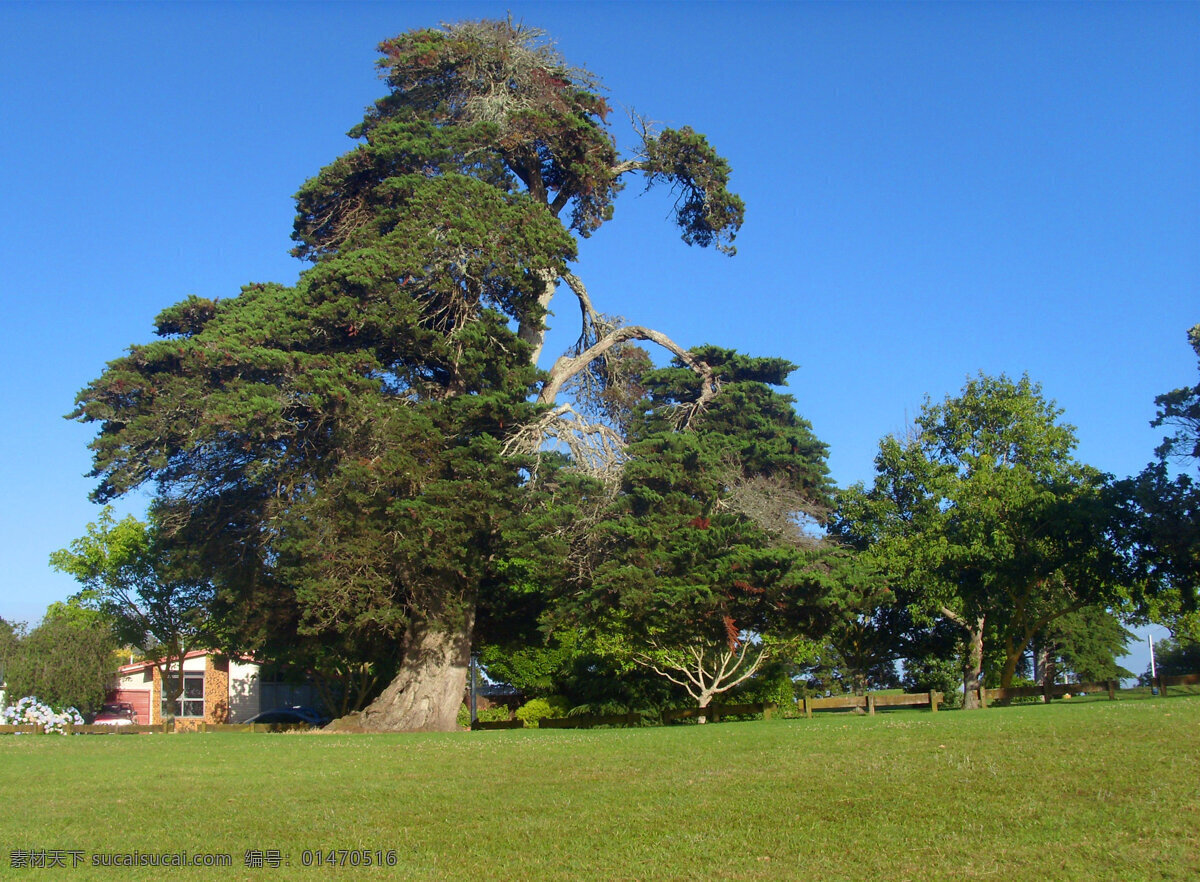新西兰风光 蓝天 清晨 绿草地 大树 古松树 建筑 国外旅游 旅游摄影