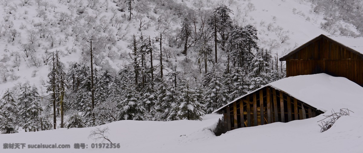 墨脱 西藏 3月 大雪 木屋 寒树 自然风景 旅游摄影