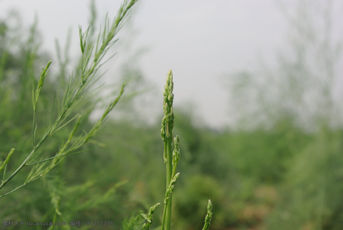 芦笋 绿芦笋 笋尖 芦笋田 绿色植物 蔬菜 芦笋养生 树木树叶 生物世界