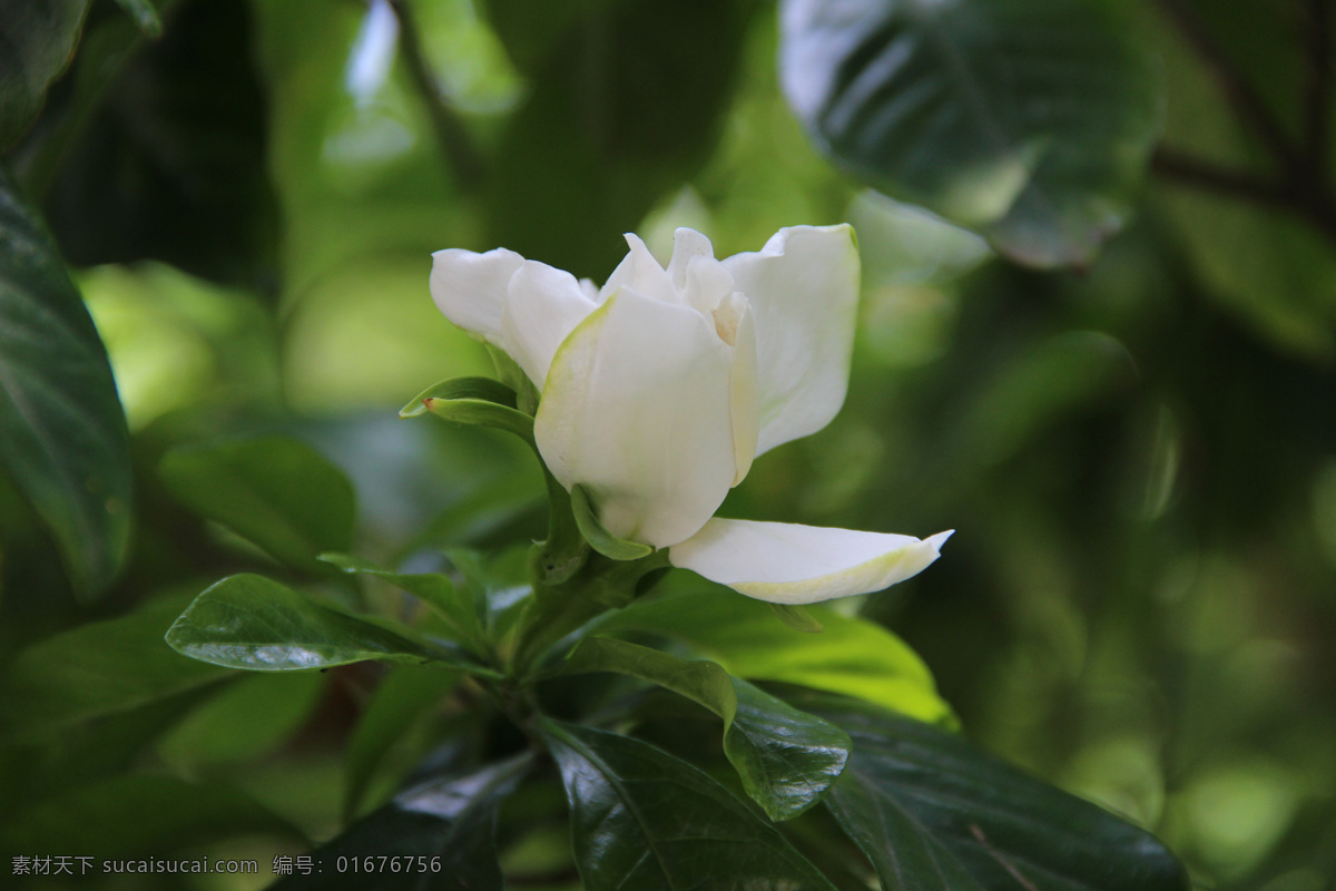 白色栀子花 白花 花朵 盆栽 栀子 白色的花 小清新花朵 小清新 植物 黄栀子 山栀 栀子花开 生物世界 花草