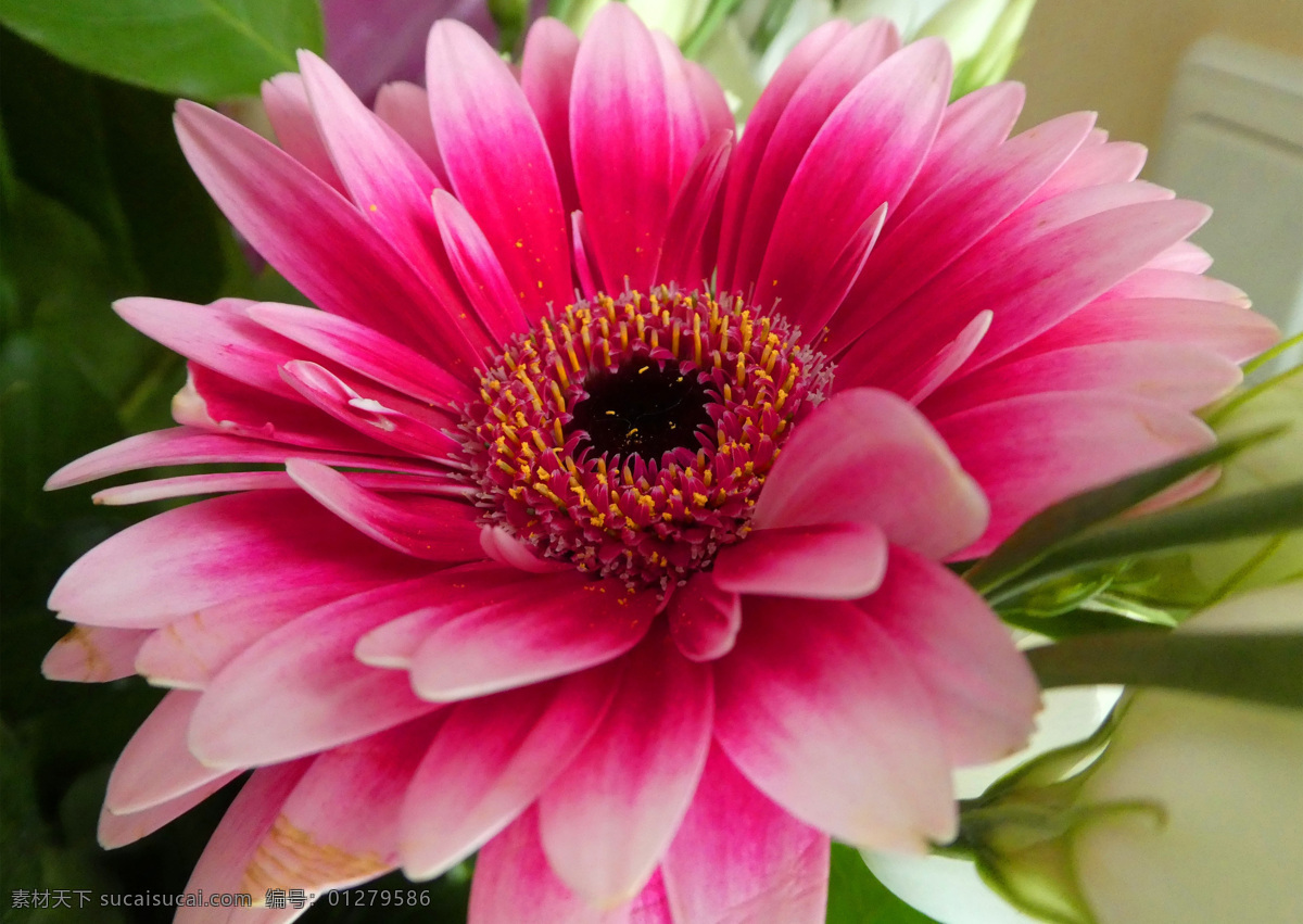 菊花 花瓣 花朵 非洲菊 特写 花心 花蕊 花枝