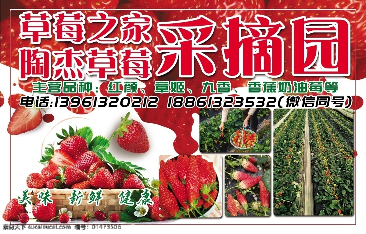 草莓 采摘 园 广告 采摘园 草莓广告 香蕉草莓 草莓之家 采摘园图片 写真喷绘素材 分层