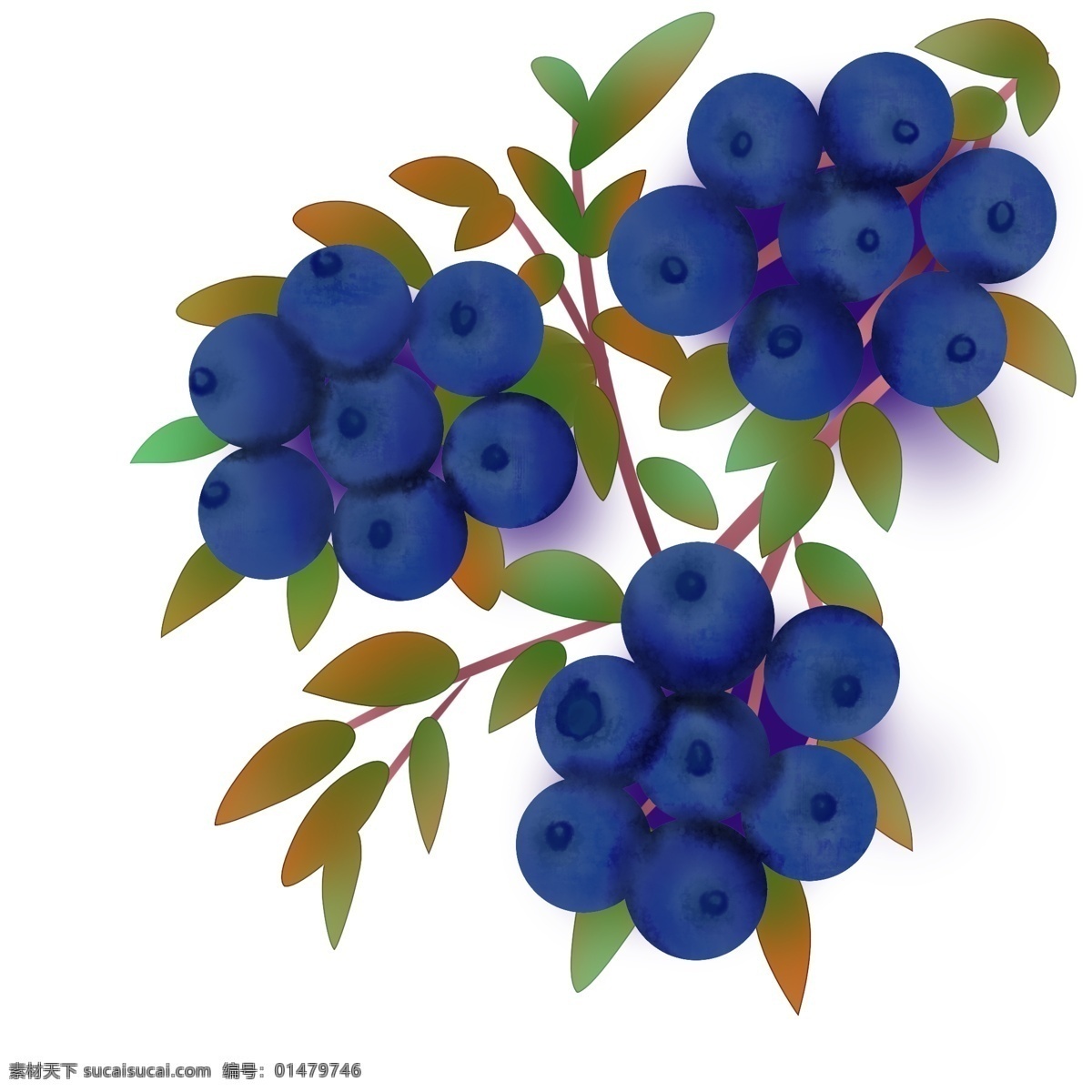 水果 手绘 蓝莓 浆果 丛 树枝 手绘水果 灌木果树丛 手绘蓝莓 蓝色 淡粉枝桠 ps 分层 源文件