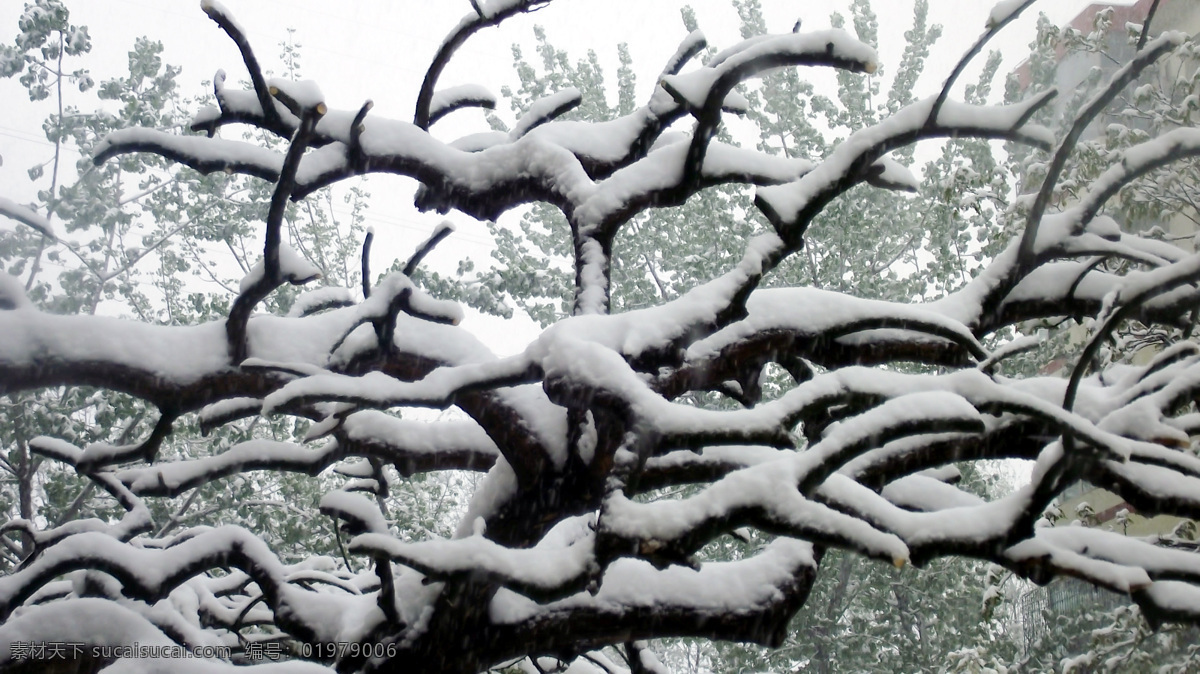 雪景 春天 风景 树枝 天空 雪 自然风景 春雪 春天的雪 自然景观 psd源文件