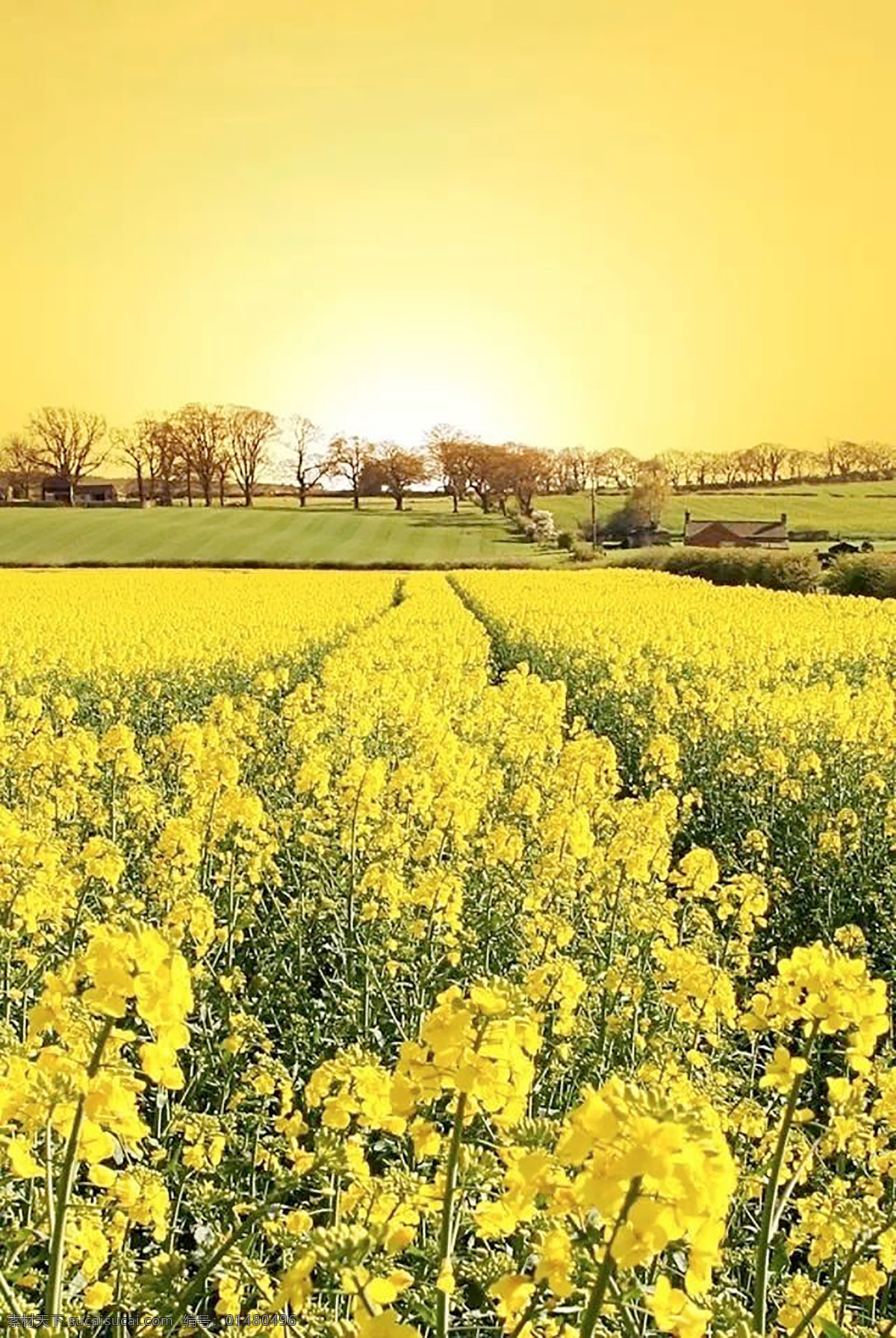 满足 幸福 黄 菜花 黄菜花 树木 远景 花