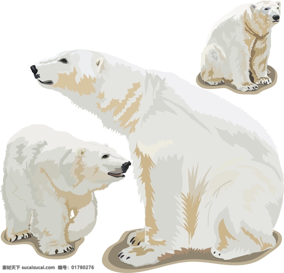 北极熊 小熊 熊 白熊 灰熊 动物 棕熊 可爱动物 野生动物 生物世界