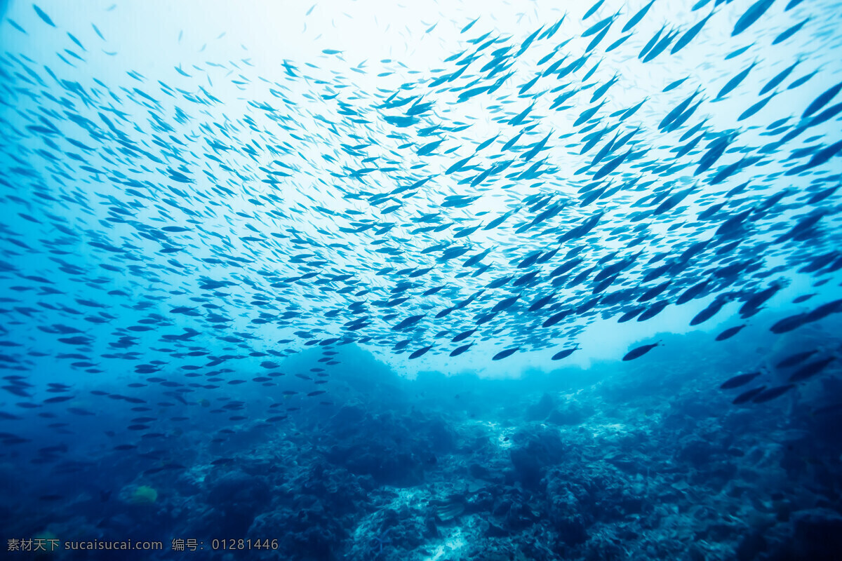 深海 蓝色 鱼群 海洋 大海 海鲜 生物世界 海洋生物