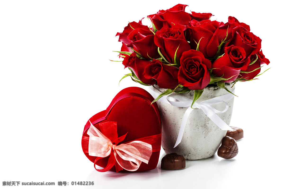 花盆 里 红色 玫瑰花 高清 情人节 节日 红玫瑰 近景