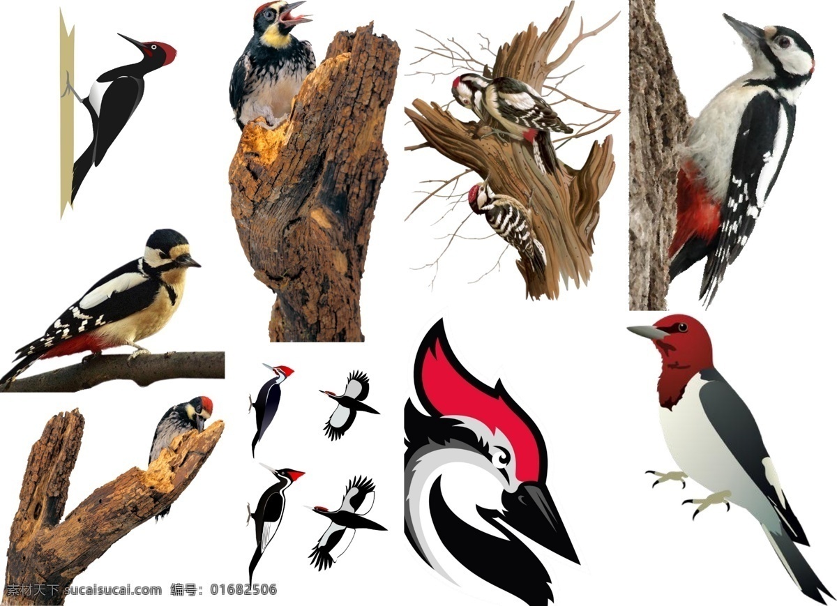 啄木鸟 免 扣 高清 素材图片 啄木鸟png 啄木鸟psd 啄木鸟素材 动物 各种 生物世界 野生动物