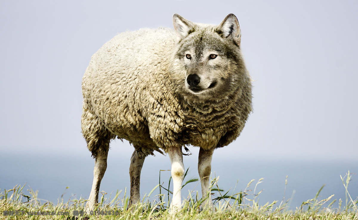 披着羊皮的狼 披着 羊皮 狼 草原 动物 生物世界 野生动物