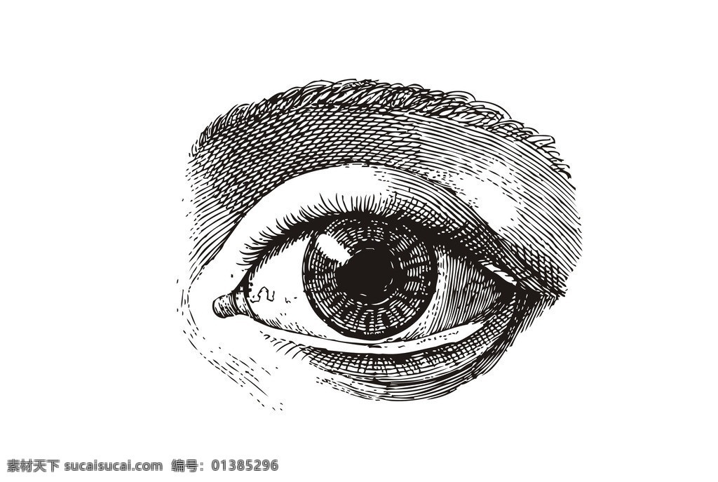 线描眼睛 眼睛 线描 矢量 眼睛矢量 眼睛线描 洞察 凝视 素描 专注 美术绘画 文化艺术